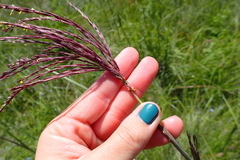 Andropogon appendiculatus