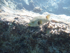 Arothron immaculatus
