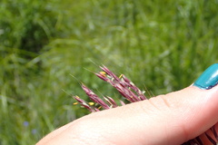 Andropogon appendiculatus