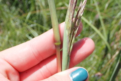 Andropogon appendiculatus