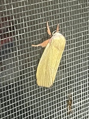 Cryptophasa rubescens