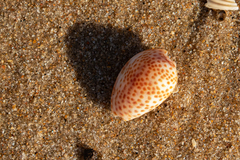 Persicula persicula
