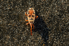Probergrothius