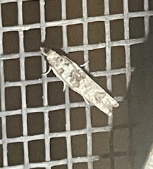 Spilonota constrictana