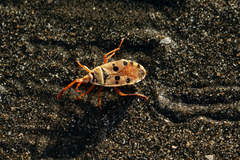 Probergrothius
