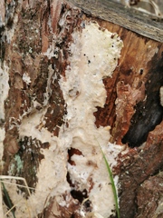 Fungi