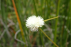 Cyperus ascocapensis
