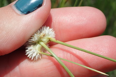 Cyperus ascocapensis