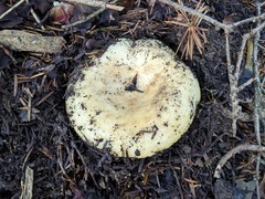 Lactarius intermedius