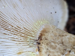 Lactarius intermedius