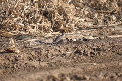Alauda arvensis