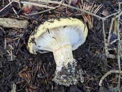 Lactarius intermedius