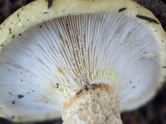 Lactarius intermedius