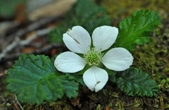 Rubus geoides