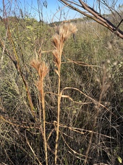 Andropogon