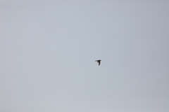 Melanocorypha mongolica