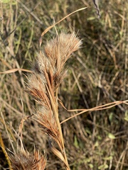 Andropogon