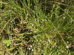 Lobelia flaccida flaccida