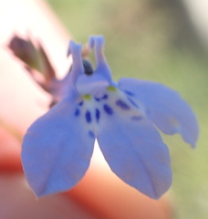 Lobelia flaccida flaccida