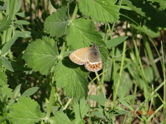 Coenonympha hero