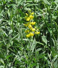Thermopsis montana