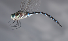 Aeshna crenata