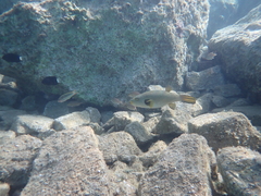 Arothron immaculatus