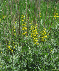 Thermopsis montana