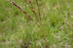 Digitaria tricholaenoides