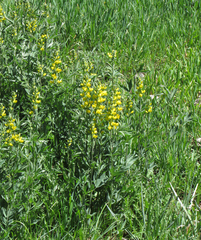 Thermopsis montana