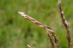 Digitaria tricholaenoides