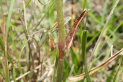 Digitaria tricholaenoides