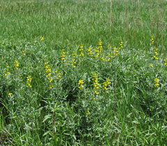 Thermopsis montana