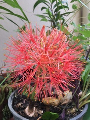 Scadoxus multiflorus