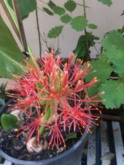Scadoxus multiflorus