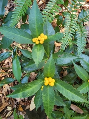 Sarcandra glabra flava