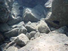 Pomacentrus trichrourus