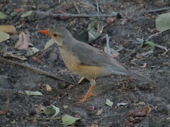 Turdus libonyana