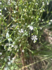 Stellaria flaccida