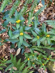 Sarcandra glabra flava
