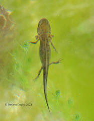 Triturus carnifex