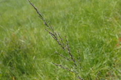 Eragrostis plana