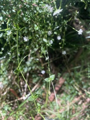 Stellaria flaccida
