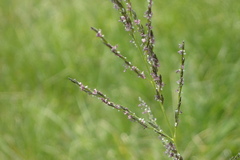 Eragrostis plana