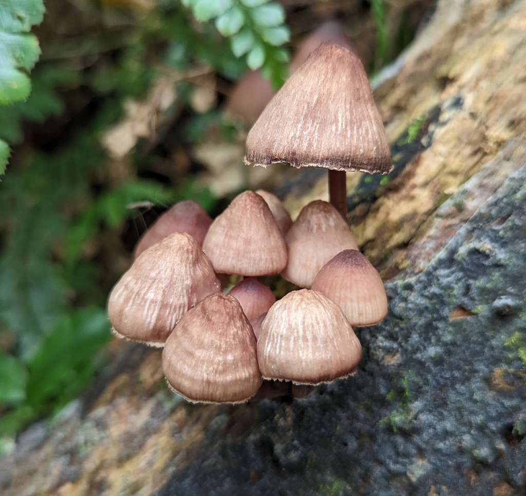 Mycena haematopus · January 2023 · photo: © benkeen (iNaturalist, cc0)