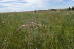 Trisetopsis imberbis