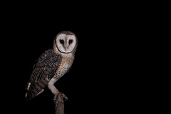 Tyto novaehollandiae