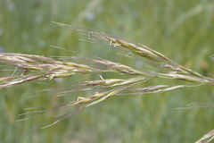 Trisetopsis imberbis