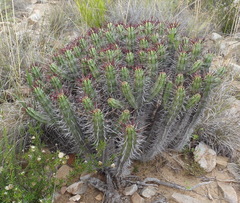 Euphorbia heptagona