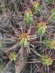 Euphorbia heptagona